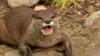 Tails, Teeth and Snouts Tails, Teeth and Snouts