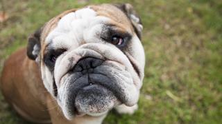 Klepto K-9's and Escape Artists Klepto K-9's and Escape Artists