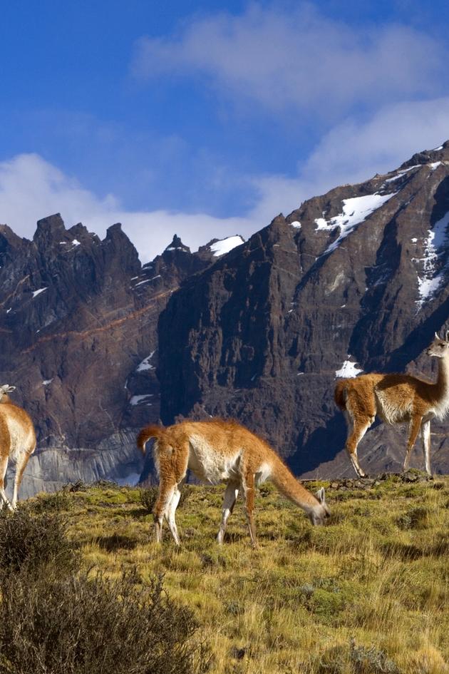 Wild Faces of the Andes