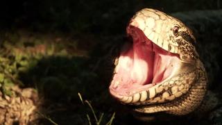A Python Ate My Pet A Python Ate My Pet