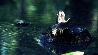 Hurricane: Gator Lockdown Hurricane: Gator Lockdown