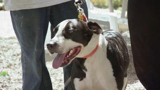 Pit Bulls and Parolees