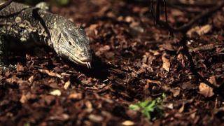 Flesh-Eating Lizards