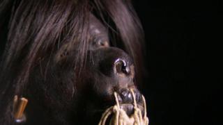 Shrunken Heads; Greeley Expedition; Broken Arrow Shrunken Heads; Greeley Expedition; Broken Arrow