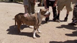 Pit Bulls and Parolees