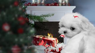 My Dog's Christmas Miracle