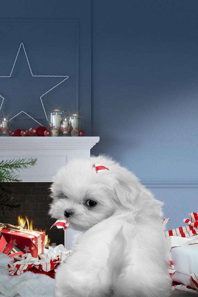 My Dog's Christmas Miracle