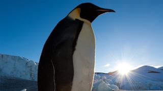 Planet Earth: Frozen Planet