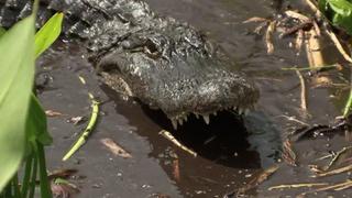 Mud Gator Attacks Mud Gator Attacks