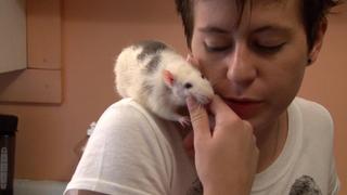 Rats! Rats!