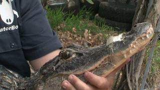 Alligator Rampage Alligator Rampage