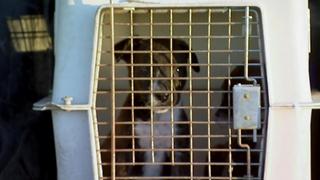 Pit Bulls and Parolees