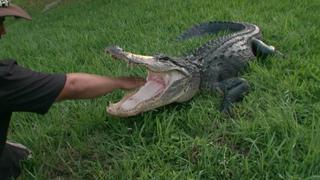 Gator Boys