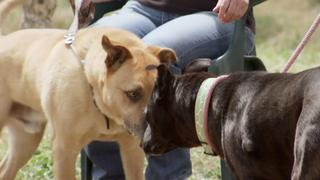 Pit Bulls and Parolees