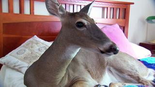 Backyard Neighbors; Freaky Fish; Australian Invaders; So Creepy They're Cute