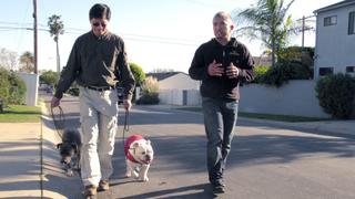 Bull-Whipped Bull-Whipped