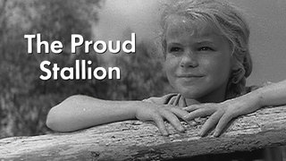 The Proud Stallion