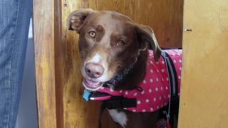 Pack Leaders in Training Pack Leaders in Training