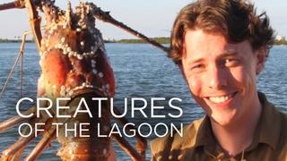 Creatures of the Lagoon