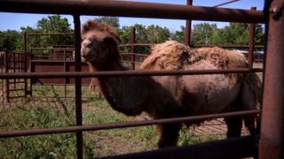 Camel in Tow