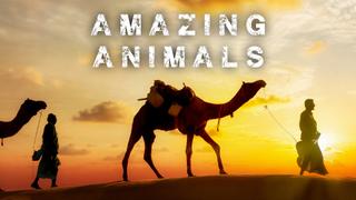 Amazing Animals