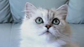 Swimming Cats and Cat-Fur Jewels Swimming Cats and Cat-Fur Jewels