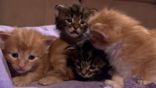 Kitten Cottonballs Kitten Cottonballs