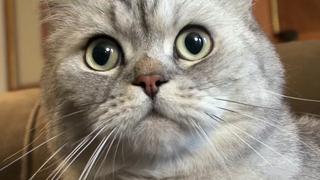 English Kitties and Stowaway Cats