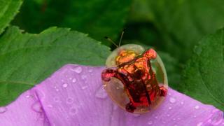 India's Lost World India's Lost World