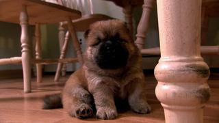 Super Fluffy Puppies Super Fluffy Puppies