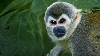 Wildest: Latin America