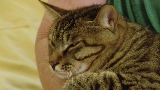 Aegean, Skookum, Li Hua, Peterbald, Chantilly and Cats That Have Nine Lives Aegean, Skookum, Li Hua, Peterbald, Chantilly and Cats That Have Nine Lives