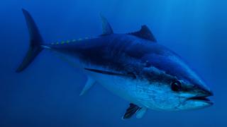 Superfish: Bluefin Tuna