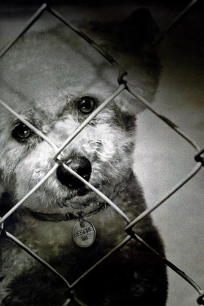 One Nation Under Dog: Stories of Fear, Loss & Betrayal