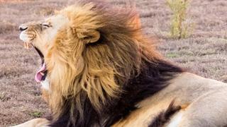 A Lion Awakes