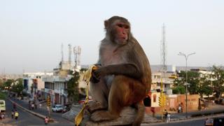 Zamir's Legacy Zamir's Legacy