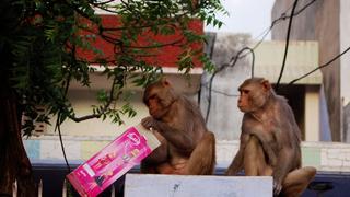 Royal Retreat Royal Retreat