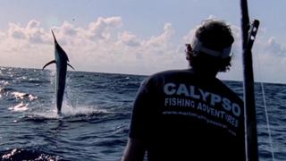 Billfish Billfish