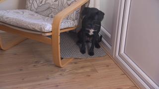 Cesar Conquers London Cesar Conquers London