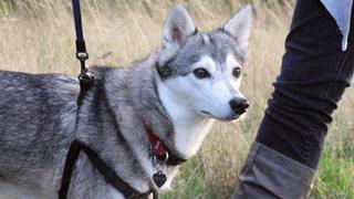 Battle of Britain Battle of Britain