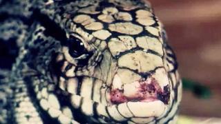 Rattlesnake in My Car Rattlesnake in My Car