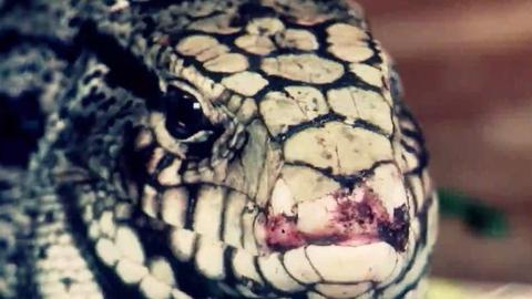 Rattlesnake in My Car