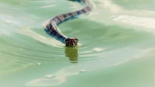 Snake-Bitten Kids