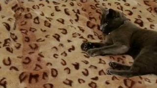 Cat Escape!