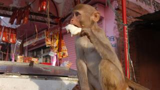 Monkey Thieves