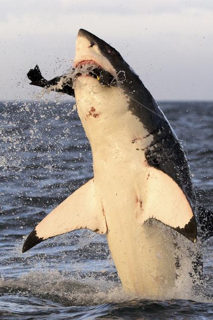 Air Jaws Apocalypse