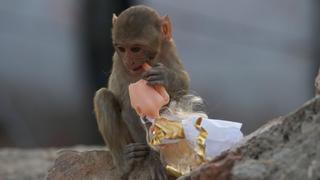 Monkey Thieves
