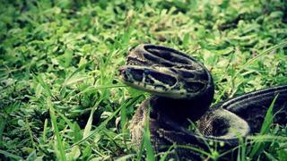 Deadly Reptile Mix Deadly Reptile Mix