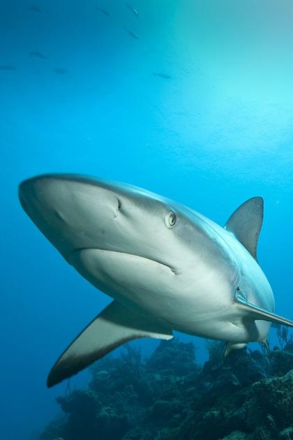 Shark Week's 25 Best Bites