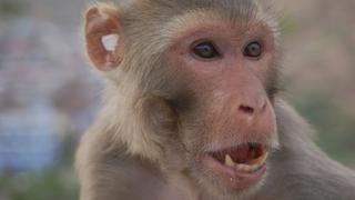 Monkey Thieves